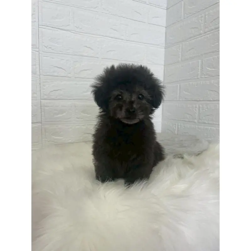 販売中の東京都のタイニープードル-449120の11枚目