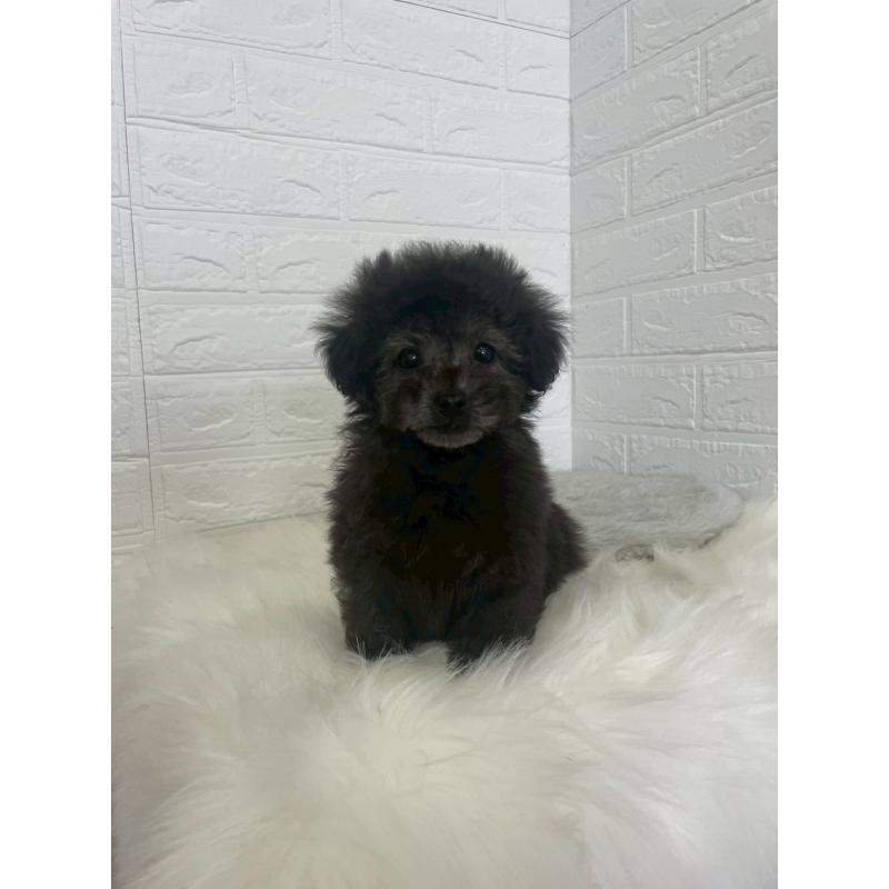 販売中の東京都のタイニープードル-449120の10枚目