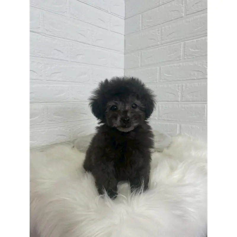 販売中の東京都のタイニープードル-449120の9枚目