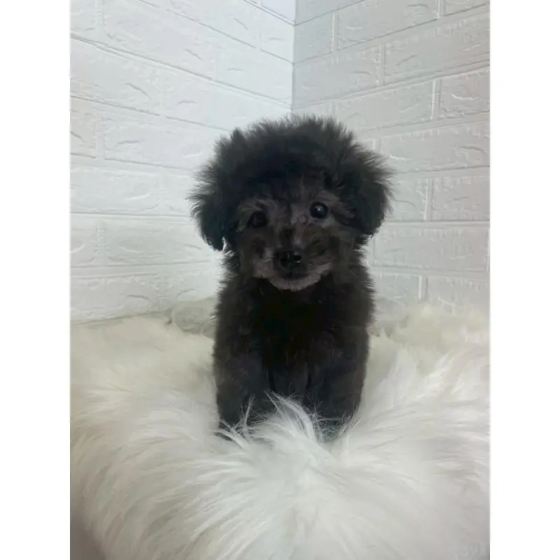 販売中の東京都のタイニープードル-449120の8枚目