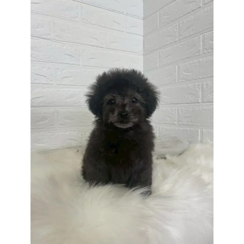 販売中の東京都のタイニープードル-449120の7枚目