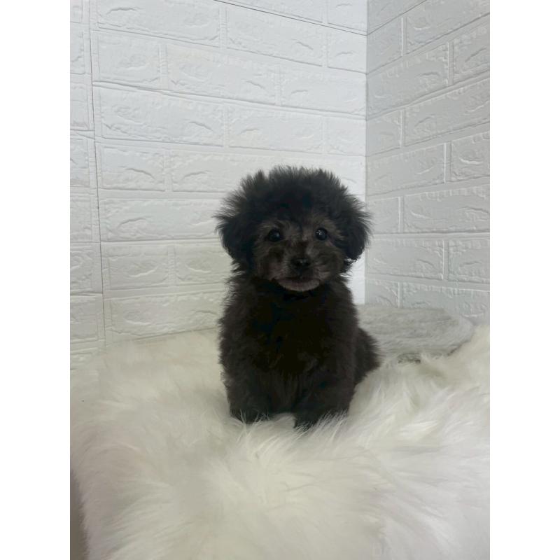 販売中の東京都のタイニープードル-449120の4枚目