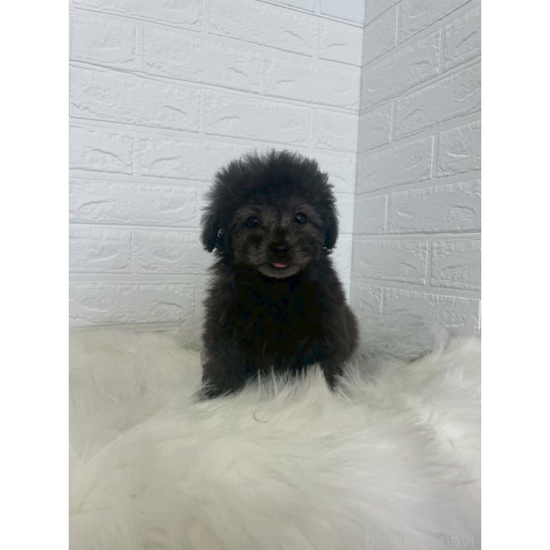 販売中の東京都のタイニープードル-449120の3枚目