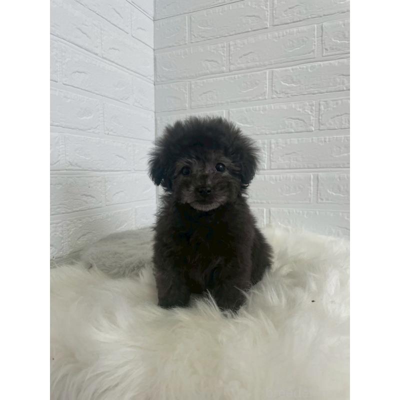 販売中の東京都のタイニープードル-449120の2枚目