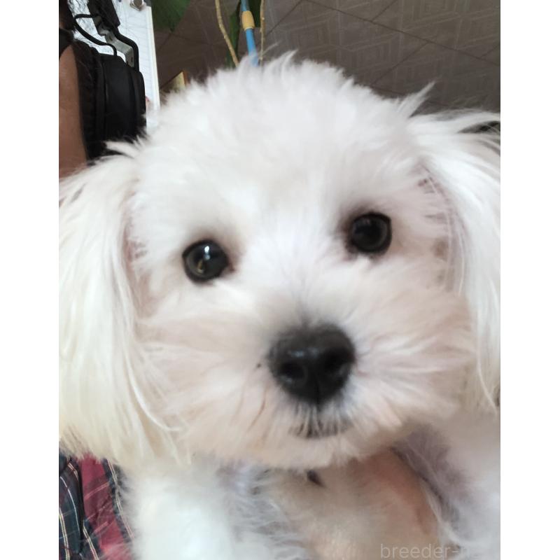 販売中の北海道のミックス犬-449124の5枚目