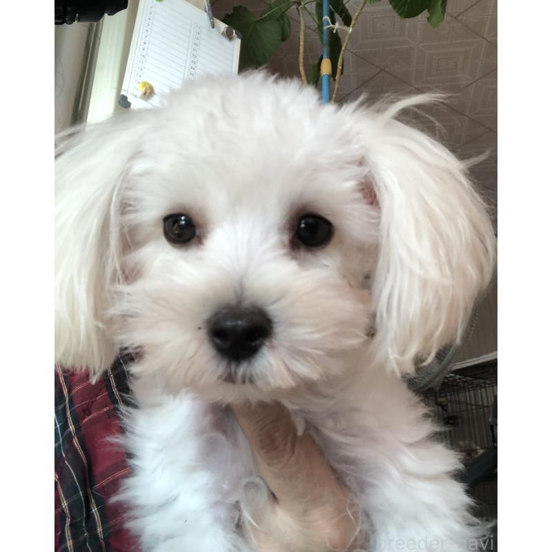 販売中の北海道のミックス犬-449124の4枚目