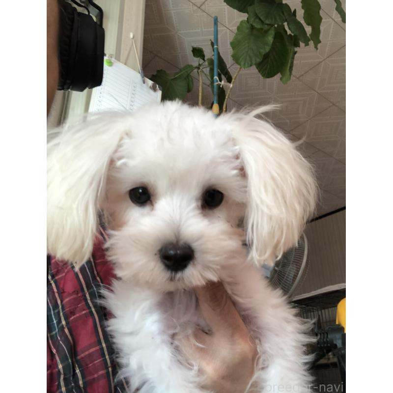 販売中の北海道のミックス犬-449124の3枚目