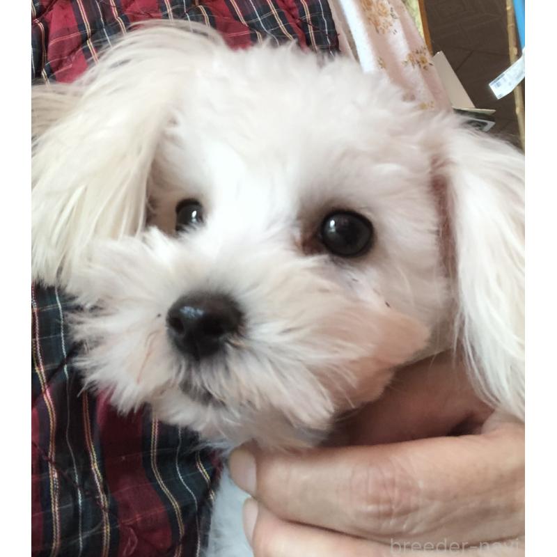 販売中の北海道のミックス犬-449124の2枚目