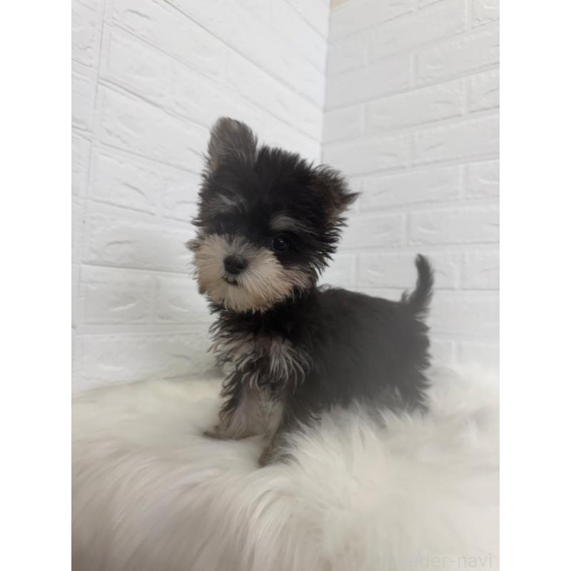 販売中の東京都のマルシュナ:マルチーズ×ミニチュアシュナウザー-449121の10枚目