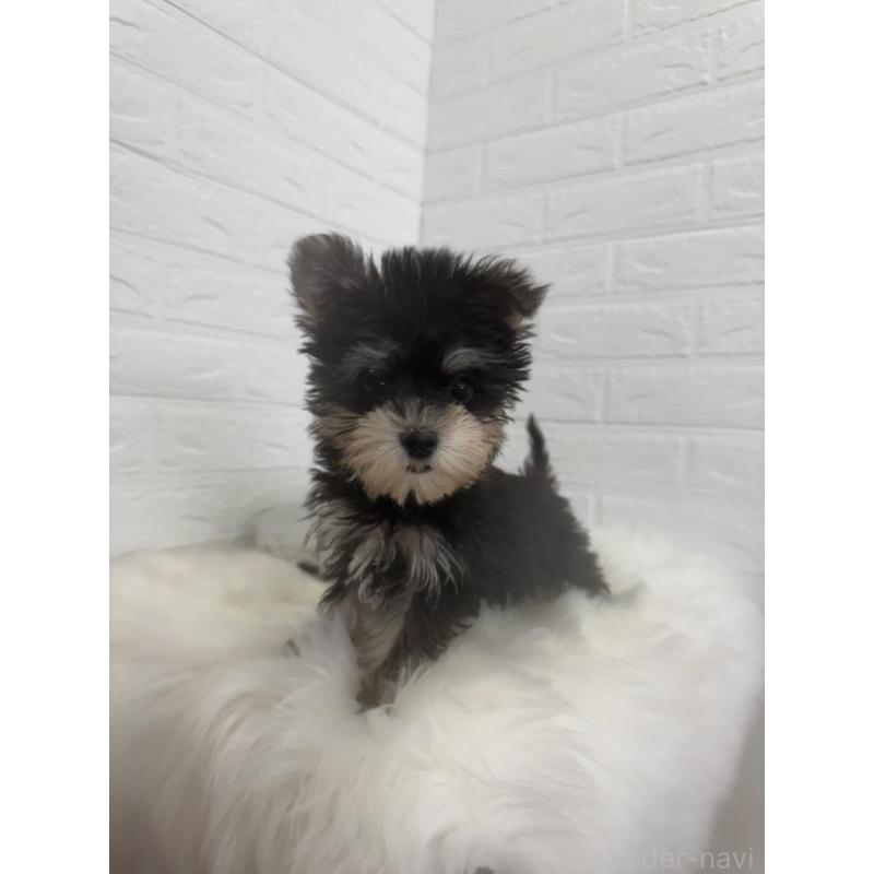 販売中の東京都のマルシュナ:マルチーズ×ミニチュアシュナウザー-449121の8枚目