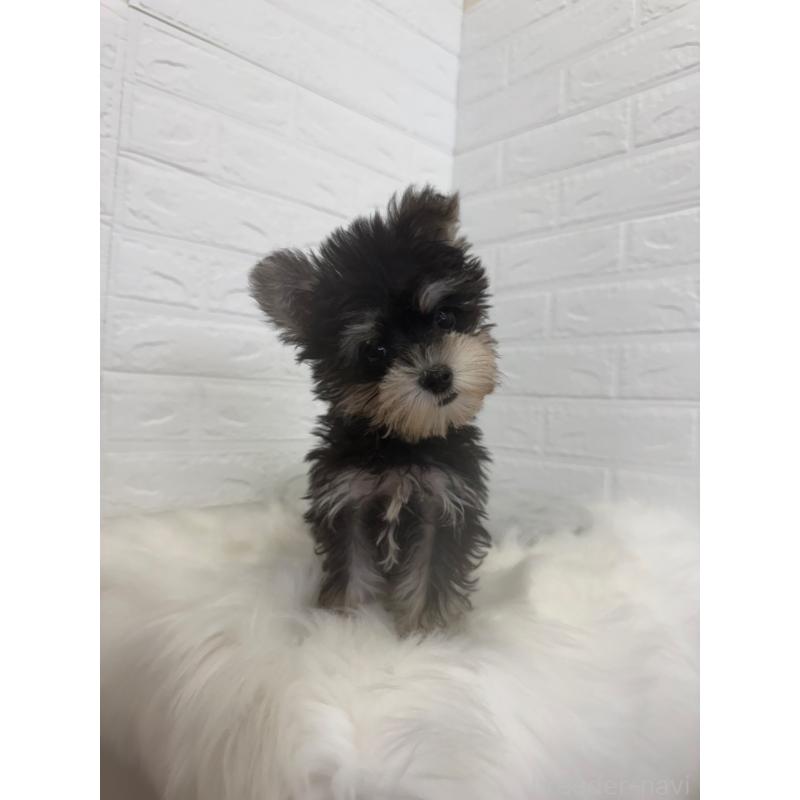 販売中の東京都のマルシュナ:マルチーズ×ミニチュアシュナウザー-449121の7枚目