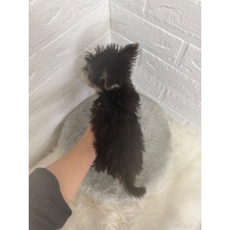 販売中の東京都のマルシュナ:マルチーズ×ミニチュアシュナウザー-449121の4枚目