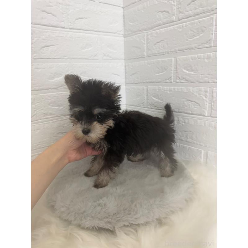 販売中の東京都のマルシュナ:マルチーズ×ミニチュアシュナウザー-449121の3枚目