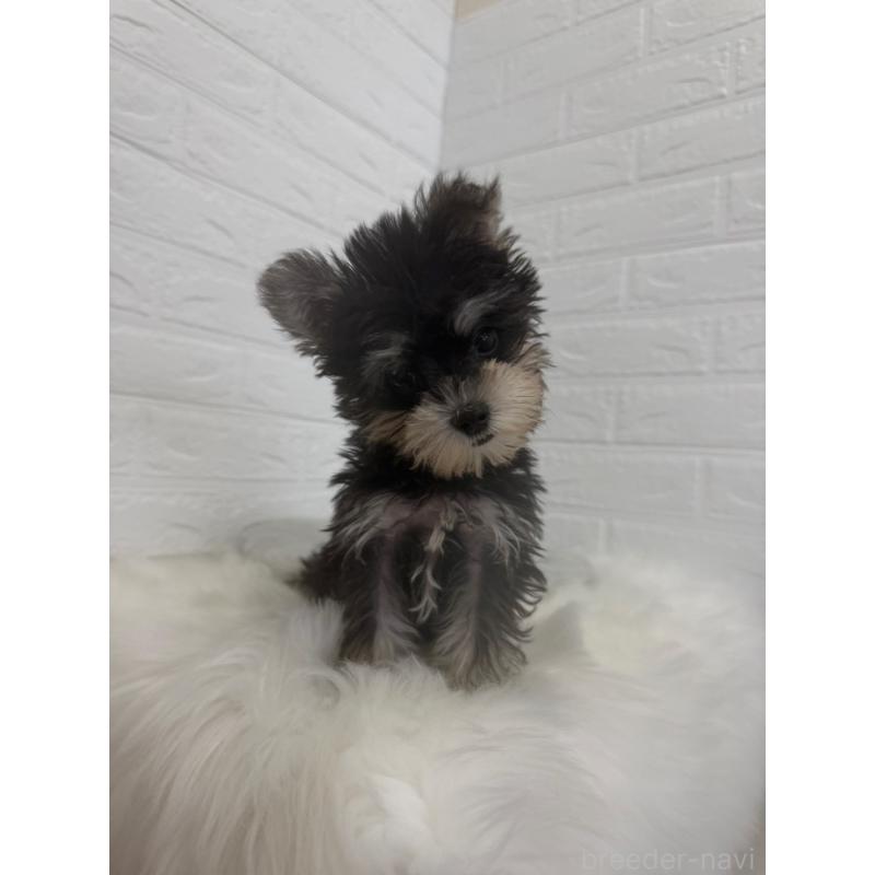 販売中の東京都のマルシュナ:マルチーズ×ミニチュアシュナウザー-449121の2枚目