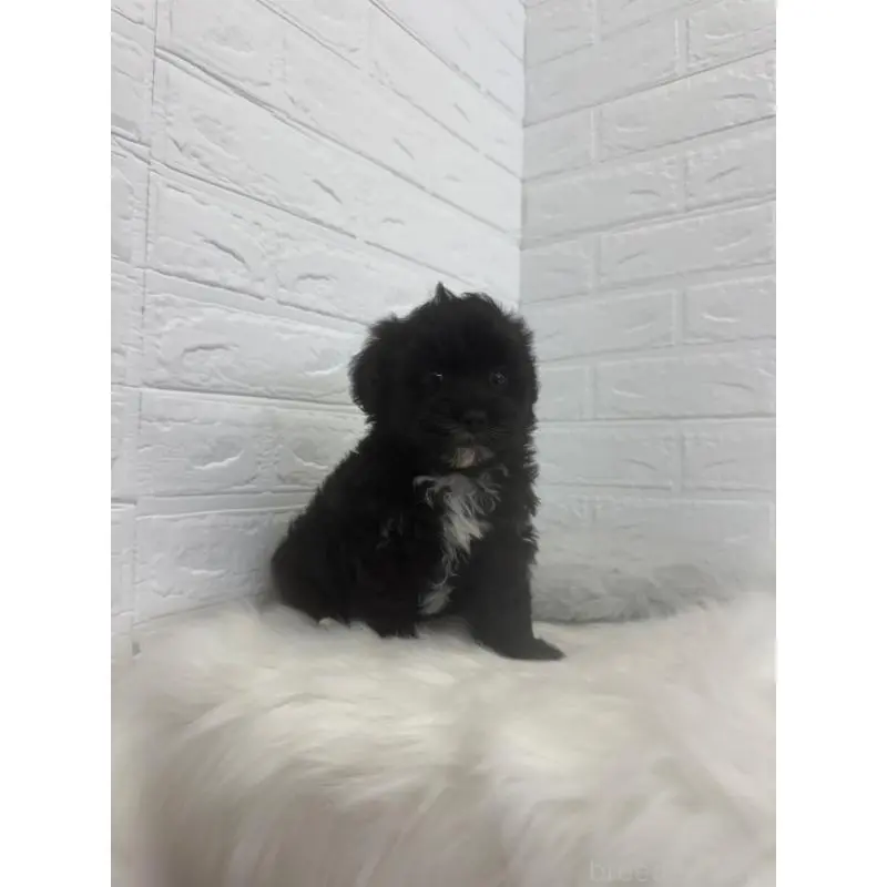 販売中の東京都のマルプー:マルチーズ×トイプードル-449122の12枚目