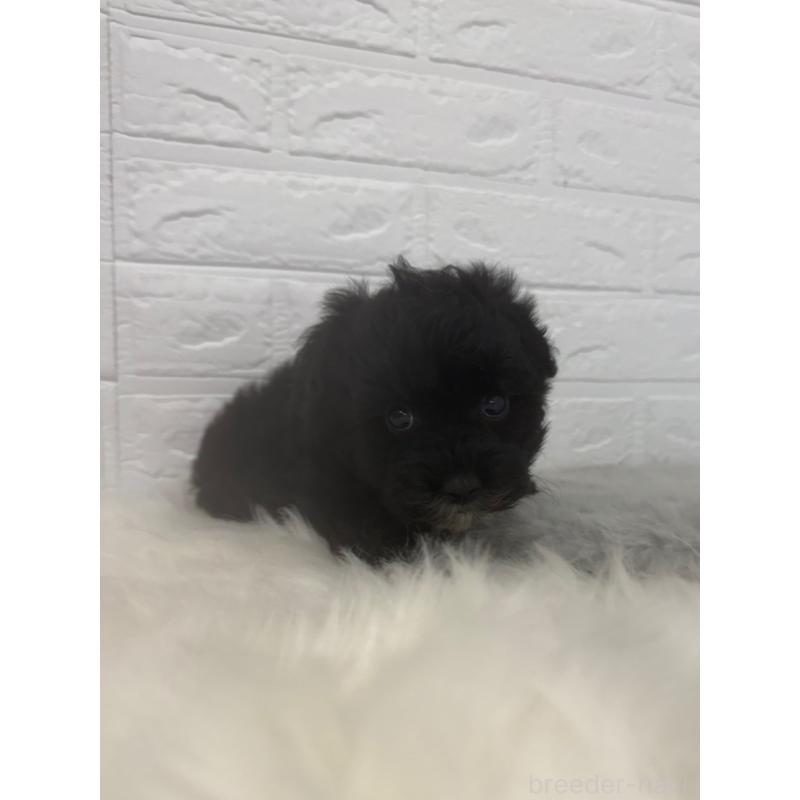 販売中の東京都のマルプー:マルチーズ×トイプードル-449122の11枚目