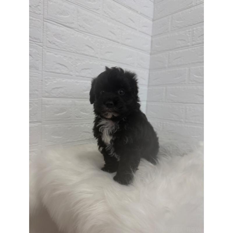 販売中の東京都のマルプー:マルチーズ×トイプードル-449122の9枚目