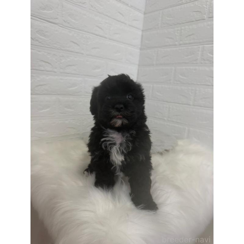 販売中の東京都のマルプー:マルチーズ×トイプードル-449122の7枚目