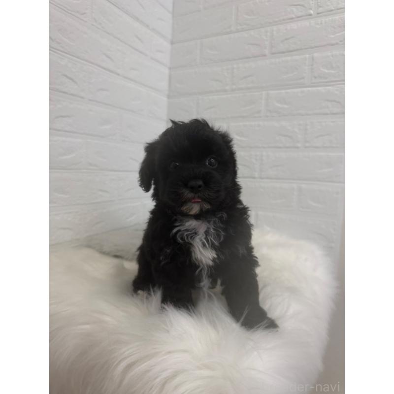 販売中の東京都のマルプー:マルチーズ×トイプードル-449122の6枚目