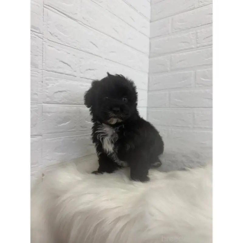 販売中の東京都のマルプー:マルチーズ×トイプードル-449122の5枚目