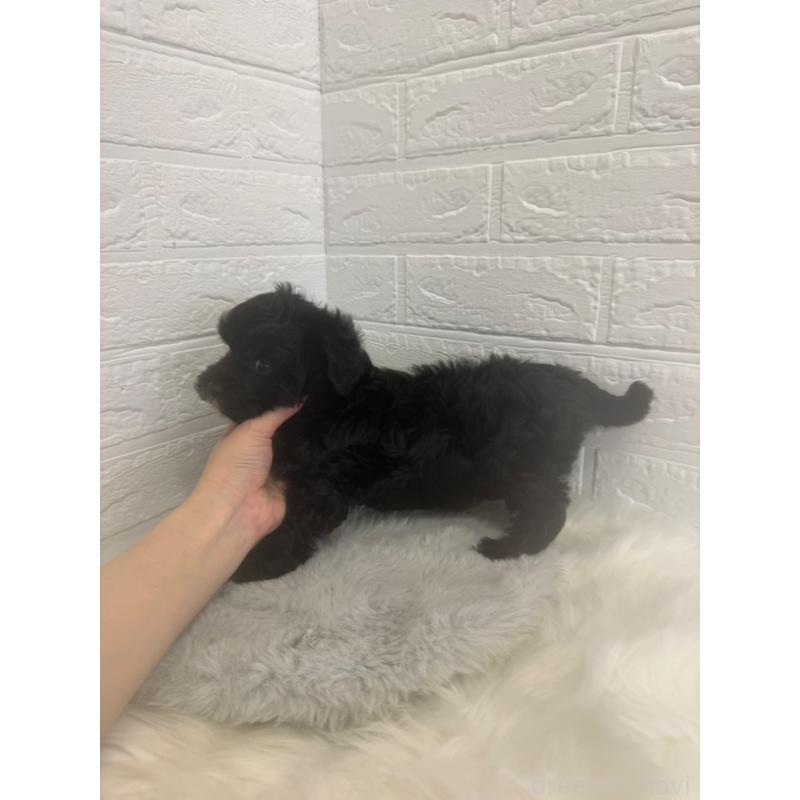 販売中の東京都のマルプー:マルチーズ×トイプードル-449122の3枚目