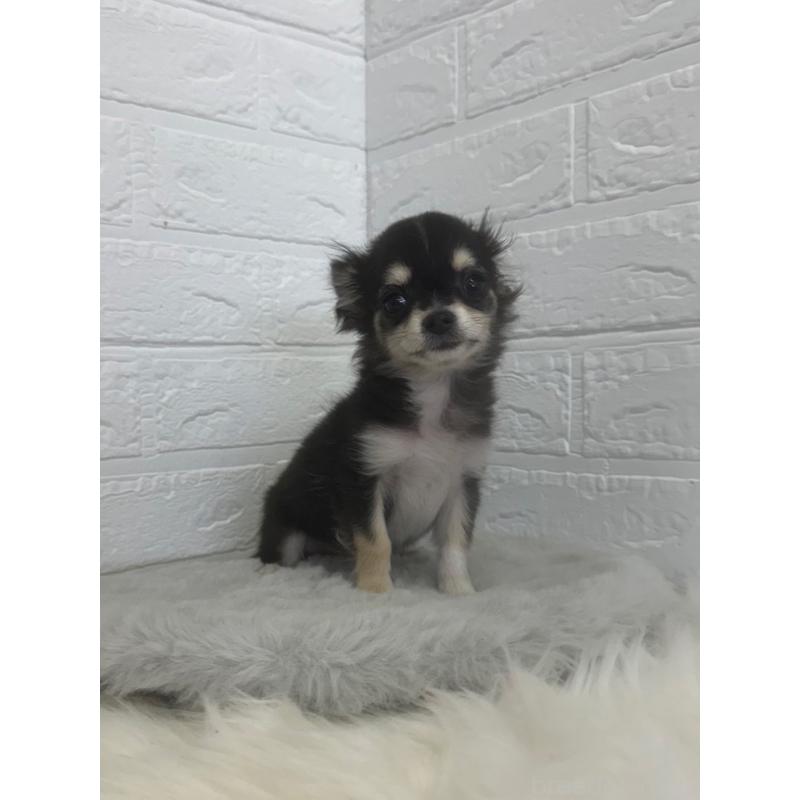 販売中の東京都のチワワ(ロングコート)-449125の9枚目