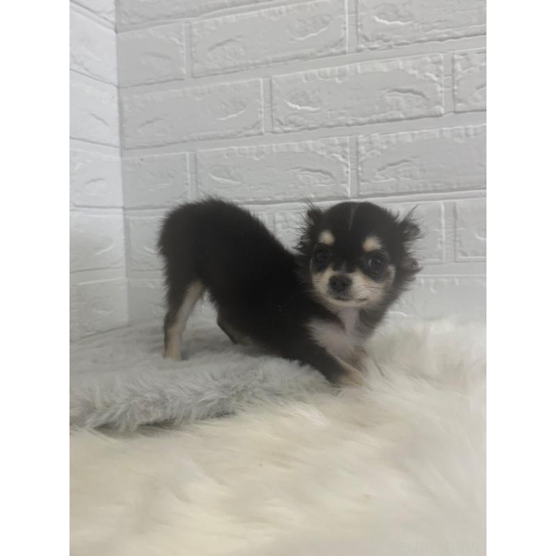 販売中の東京都のチワワ(ロングコート)-449125の6枚目