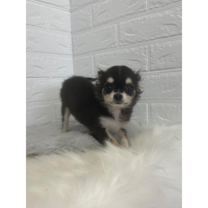 販売中の東京都のチワワ(ロングコート)-449125の5枚目