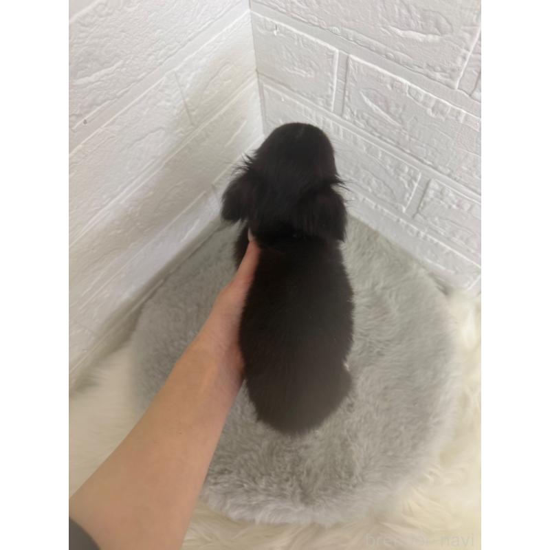 販売中の東京都のチワワ(ロングコート)-449125の3枚目