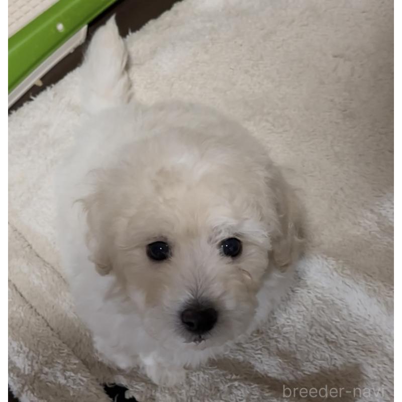 販売中の兵庫県のビションプー:ビションフリーゼ×トイプードル-449100の1枚目