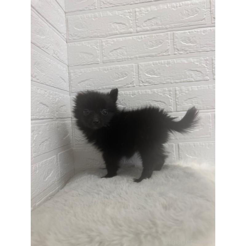 販売中の東京都のポメチワ:ポメラニアン×チワワ-449126の11枚目