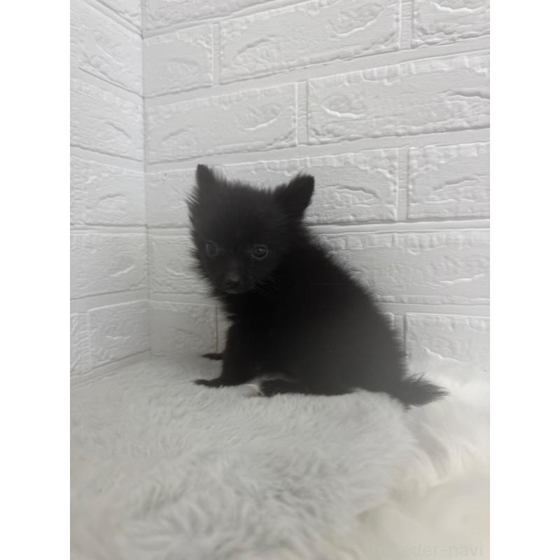 販売中の東京都のポメチワ:ポメラニアン×チワワ-449126の10枚目