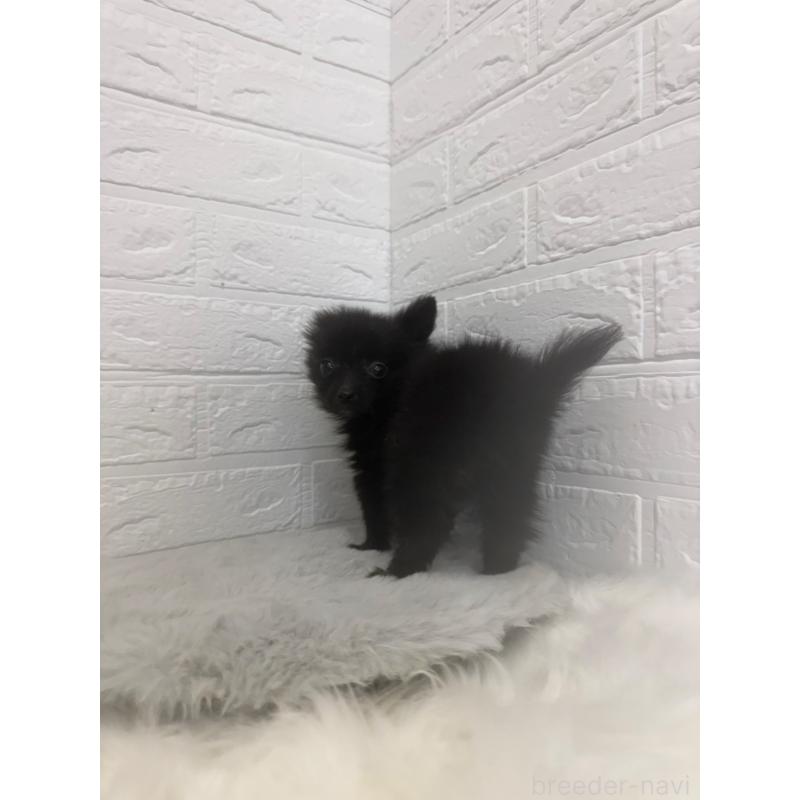 販売中の東京都のポメチワ:ポメラニアン×チワワ-449126の9枚目