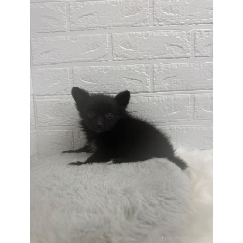 販売中の東京都のポメチワ:ポメラニアン×チワワ-449126の8枚目