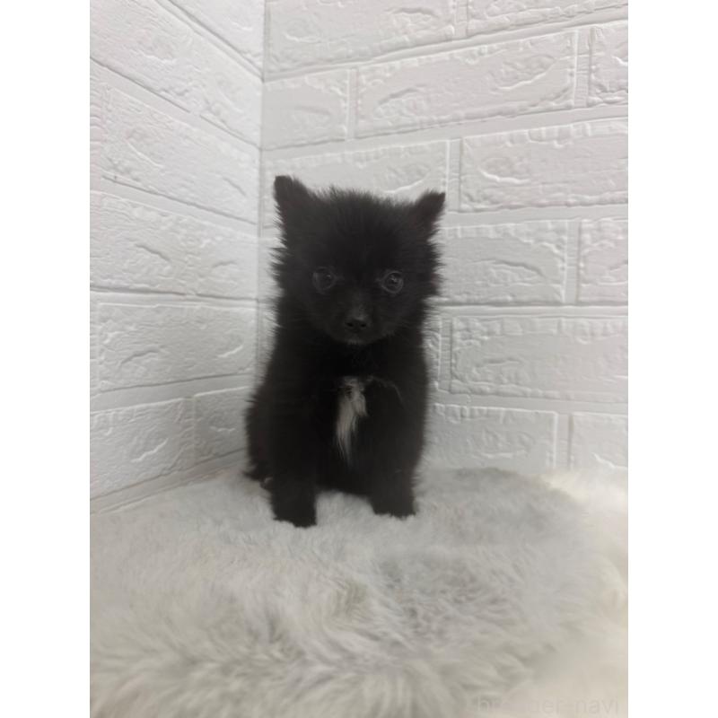 販売中の東京都のポメチワ:ポメラニアン×チワワ-449126の7枚目