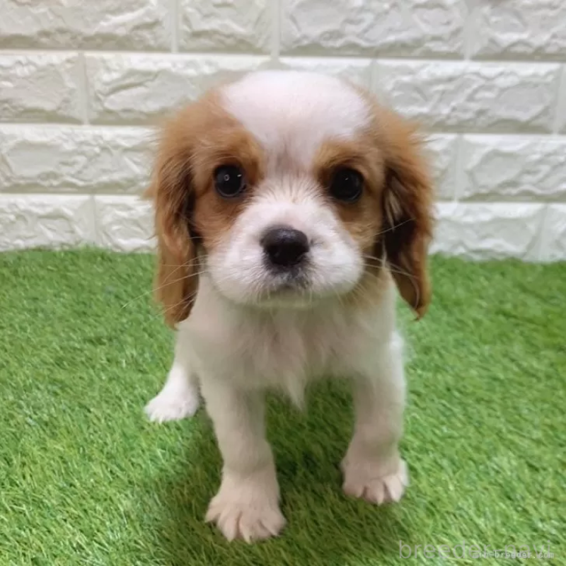 販売中の愛知県のキャバリアキングチャールズスパニエル-439926の1枚目