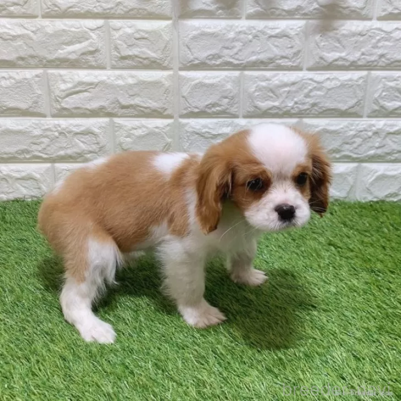 販売中の愛知県のキャバリアキングチャールズスパニエル-439926の5枚目
