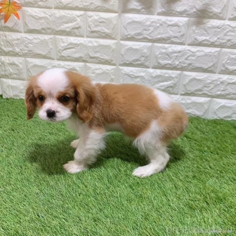 販売中の愛知県のキャバリアキングチャールズスパニエル-439926の4枚目