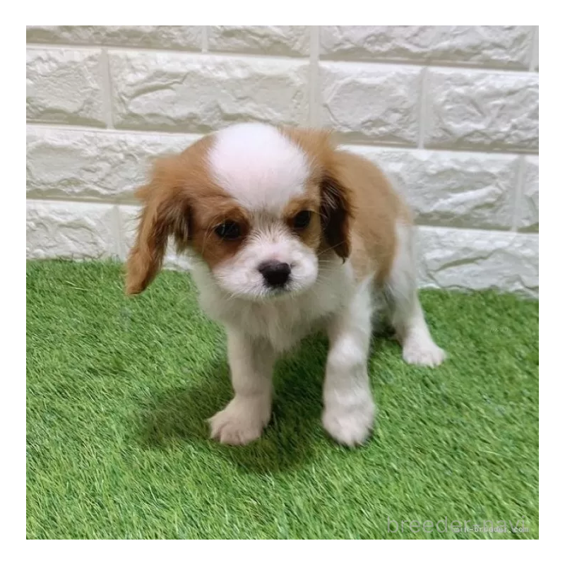 販売中の愛知県のキャバリアキングチャールズスパニエル-439926の3枚目