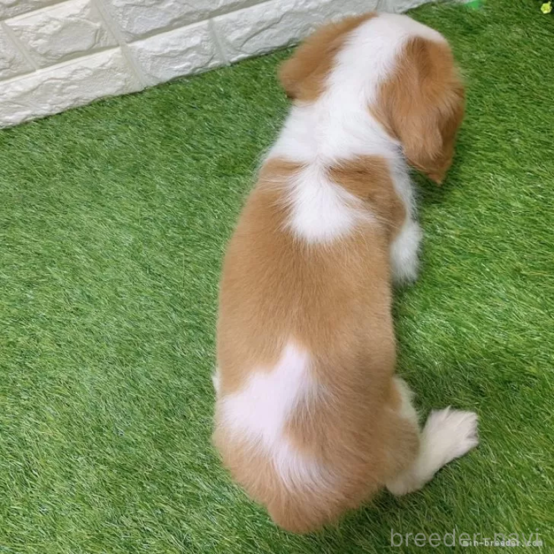 販売中の愛知県のキャバリアキングチャールズスパニエル-439926の2枚目