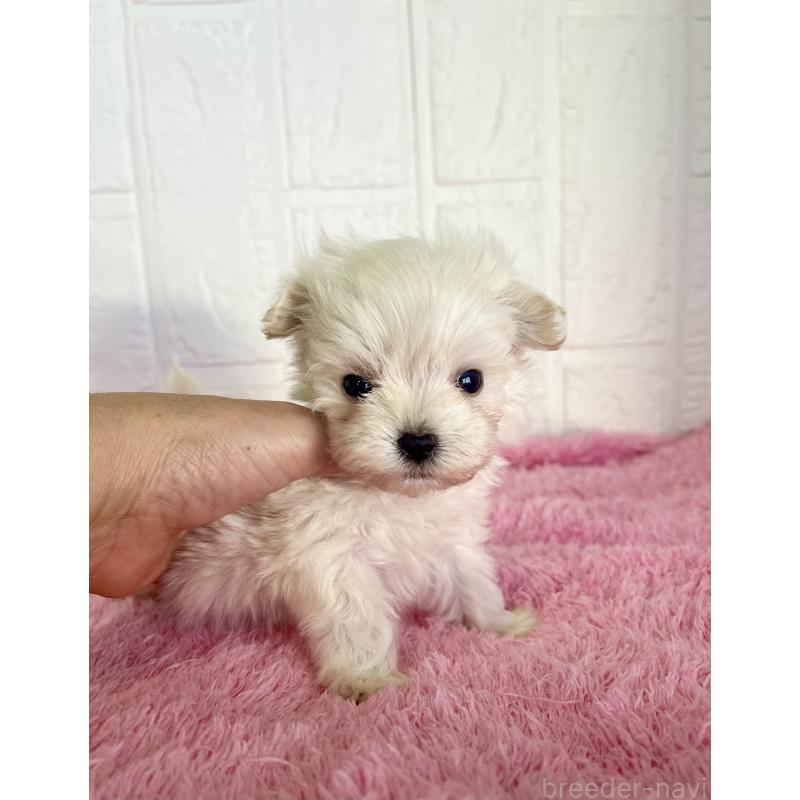 販売中の北海道のミックス犬-449128の1枚目