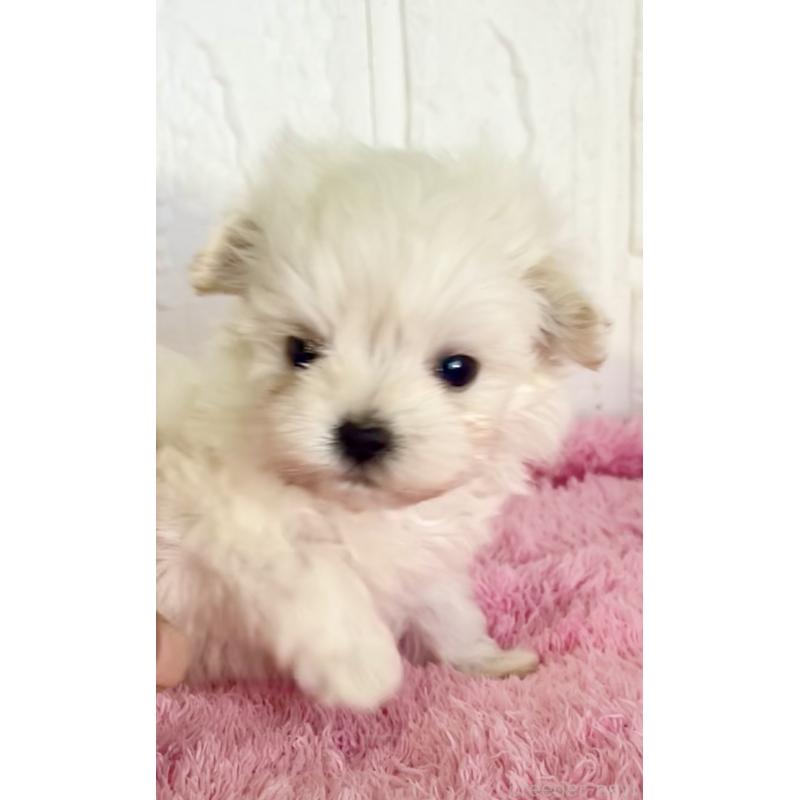 販売中の北海道のミックス犬-449128の7枚目