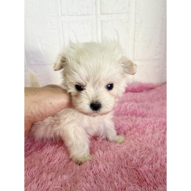 販売中の北海道のミックス犬-449128の5枚目