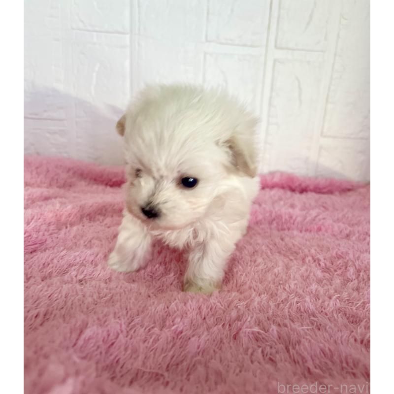 販売中の北海道のミックス犬-449128の3枚目