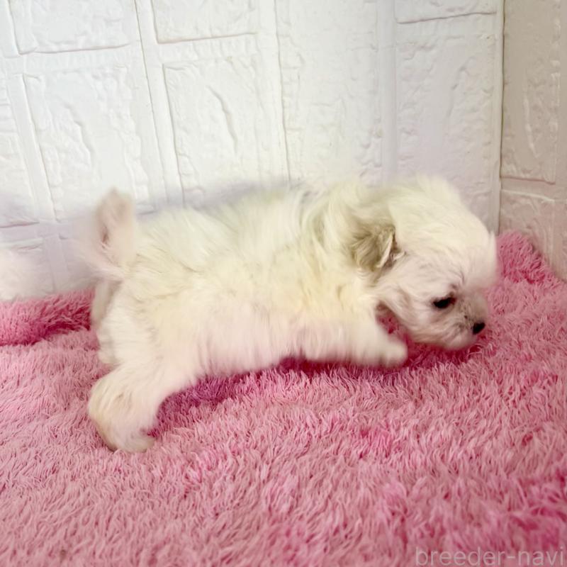 販売中の北海道のミックス犬-449128の2枚目