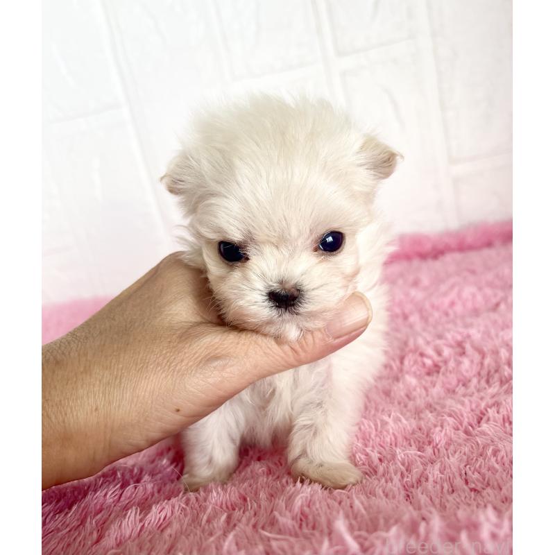 販売中の北海道のミックス犬-449129