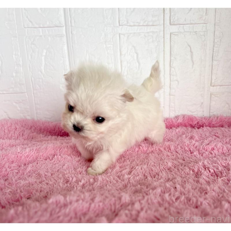 販売中の北海道のミックス犬-449129の6枚目