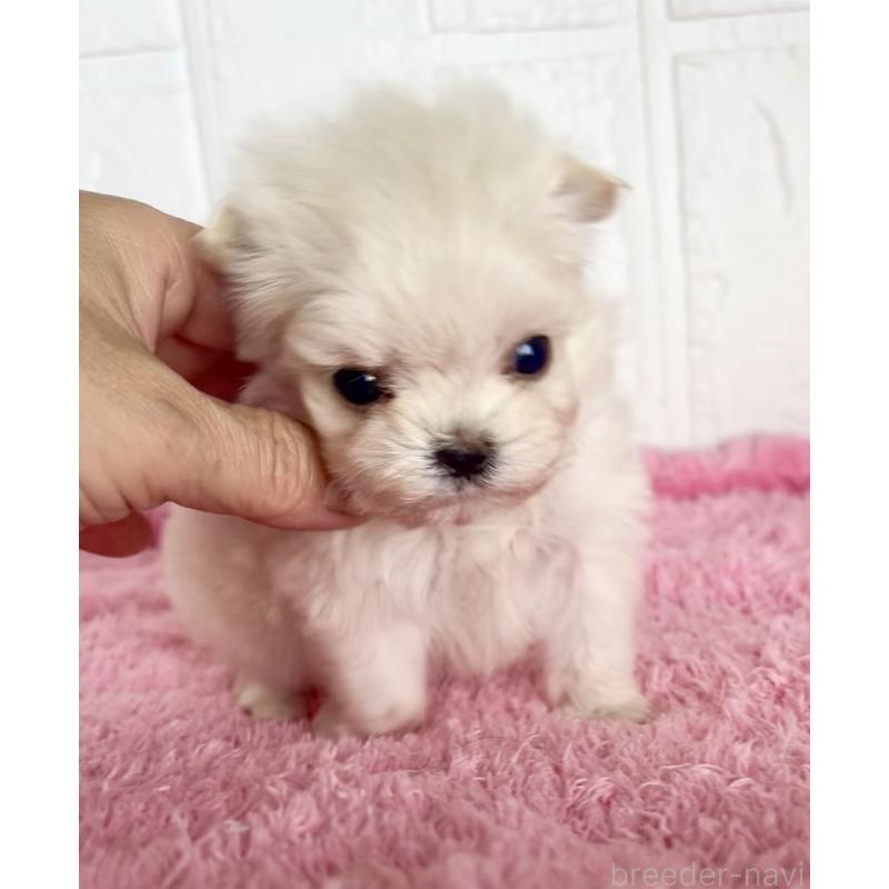 販売中の北海道のミックス犬-449129の5枚目