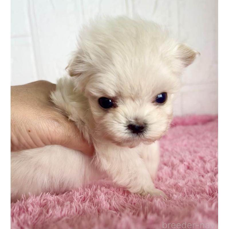 販売中の北海道のミックス犬-449129の2枚目