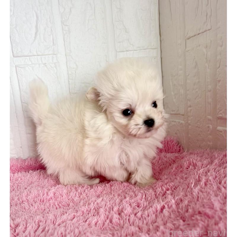 販売中の北海道のミックス犬-449130の6枚目